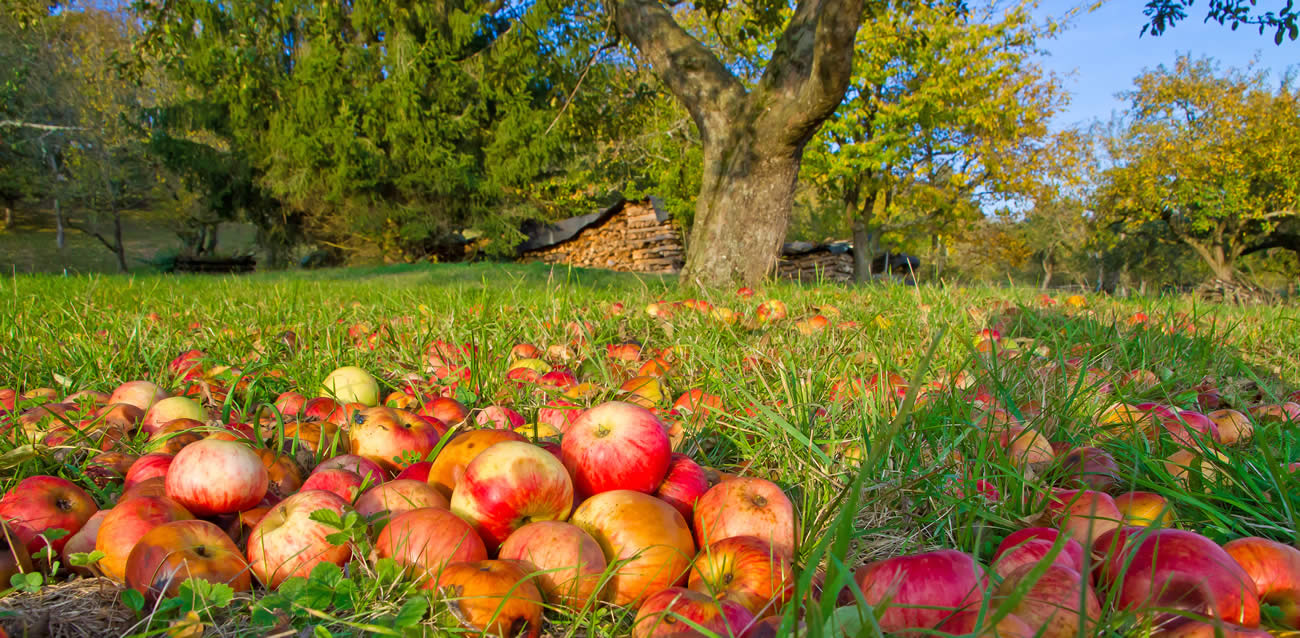 Aux arbres citoyens les récoltes des fruits tombés à terre le bon